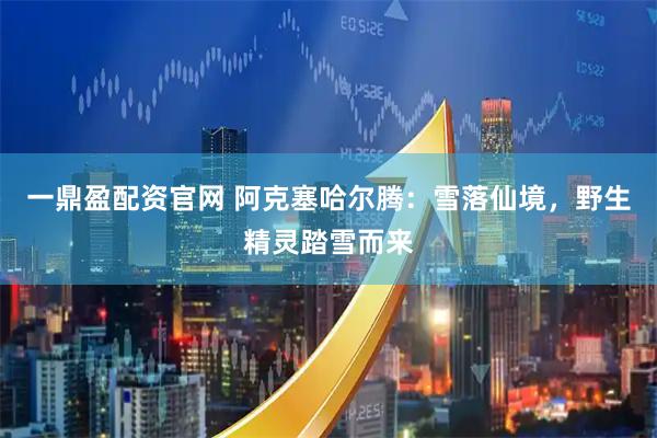 一鼎盈配资官网 阿克塞哈尔腾：雪落仙境，野生精灵踏雪而来
